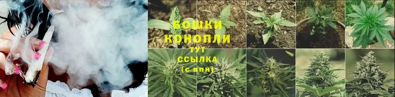 Каннабис SATIVA & INDICA  Богородск 